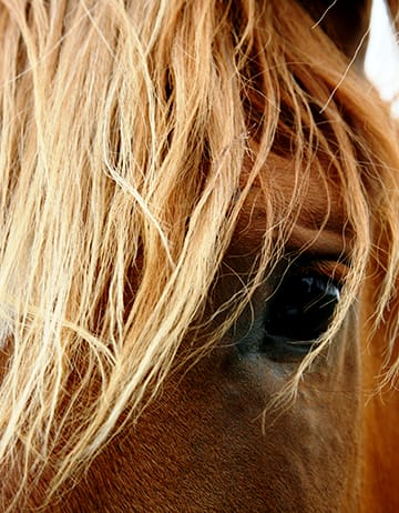 horsehair