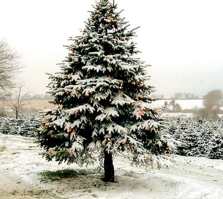 pine_tree