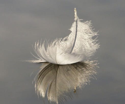 feather