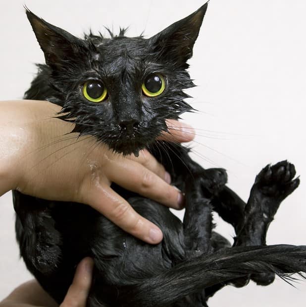 bath_cat